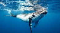 فیلم پربازدید از یک شکار عادی نهنگ/ببینید