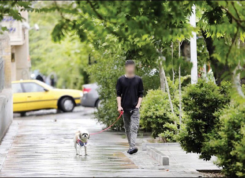 جریمه ۸۰ میلیونی برای نگهداری سگ، لاک‌پشت، خرگوش، گربه