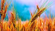 خبر خوش برای گندمکاران و کشاورزان | ابلاغیه افزایش قیمت گندم صادر شد؟