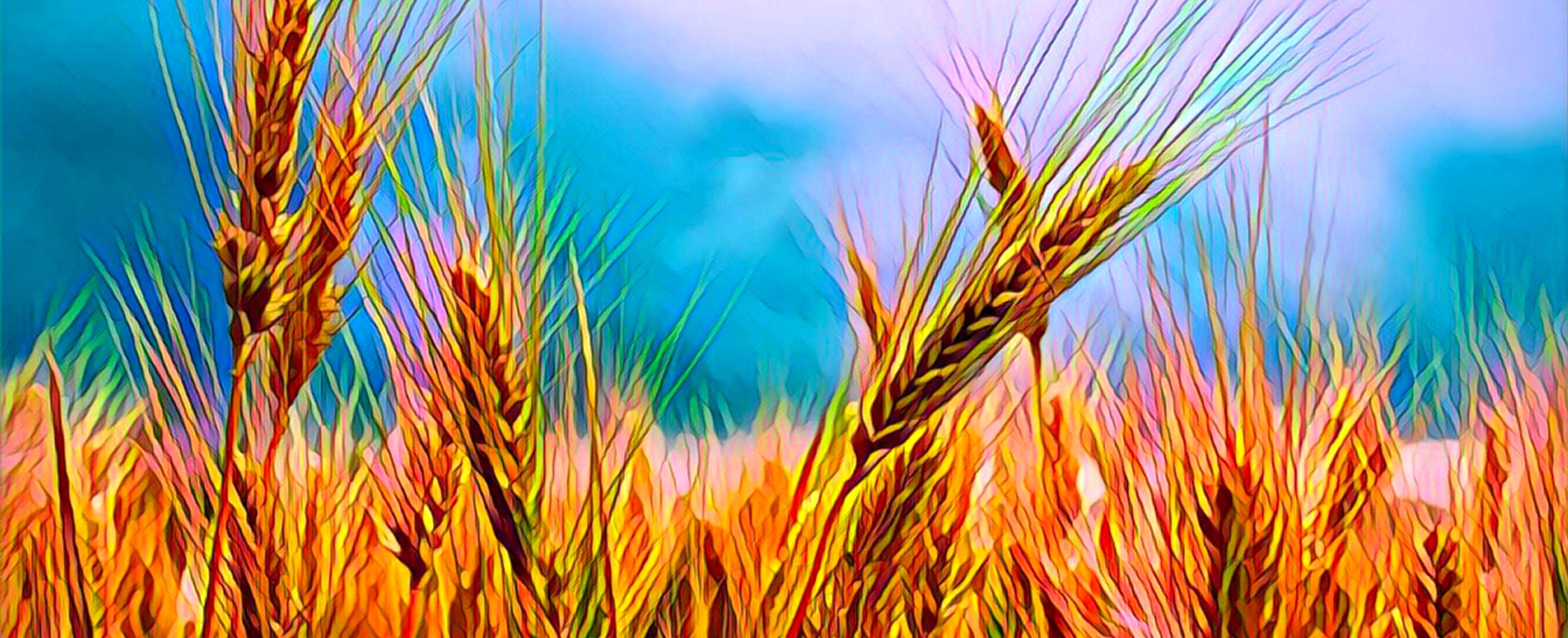 خبر خوش برای گندمکاران و کشاورزان | ابلاغیه افزایش قیمت گندم صادر شد؟
