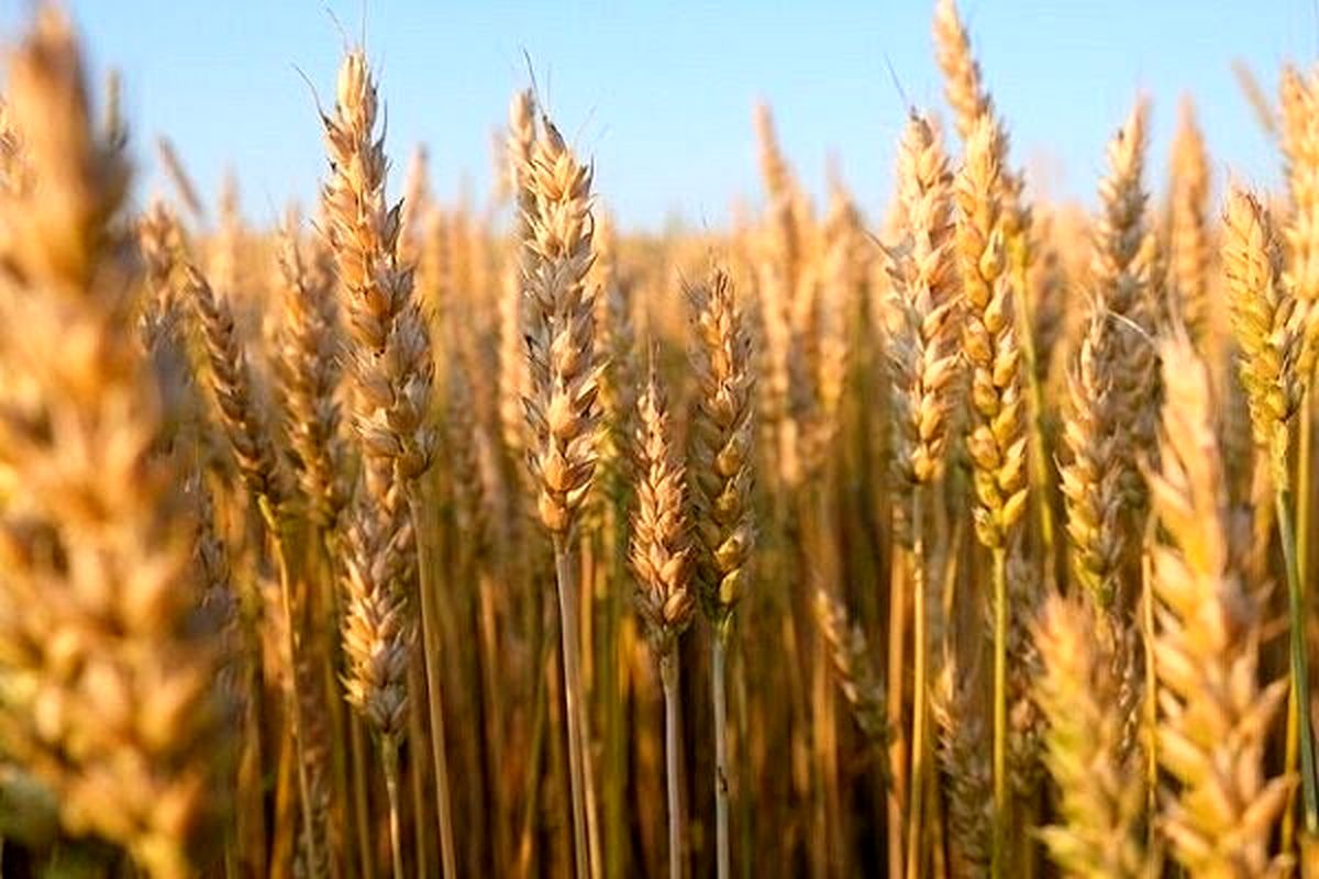 قیمت گندم و ۲۲ محصول کشاورزی تعیین نشد /در جلسه  شورای قیمت گذاری چه گذشت؟ 