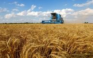 نوبت به قیمت گندم و کلزا رسید | افزایش قیمت گندم و پرداخت مطالبات گندمکاران به کجا رسید؟