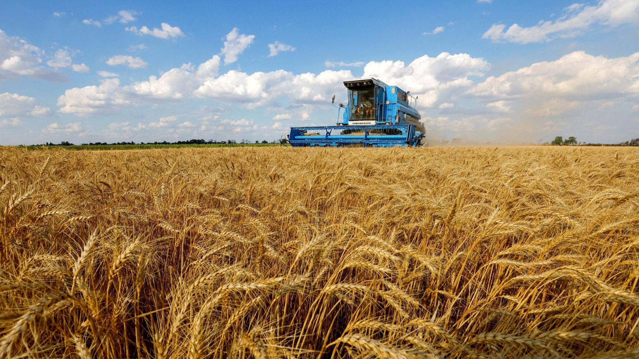 نوبت به قیمت گندم و کلزا رسید | افزایش قیمت گندم و پرداخت مطالبات گندمکاران به کجا رسید؟