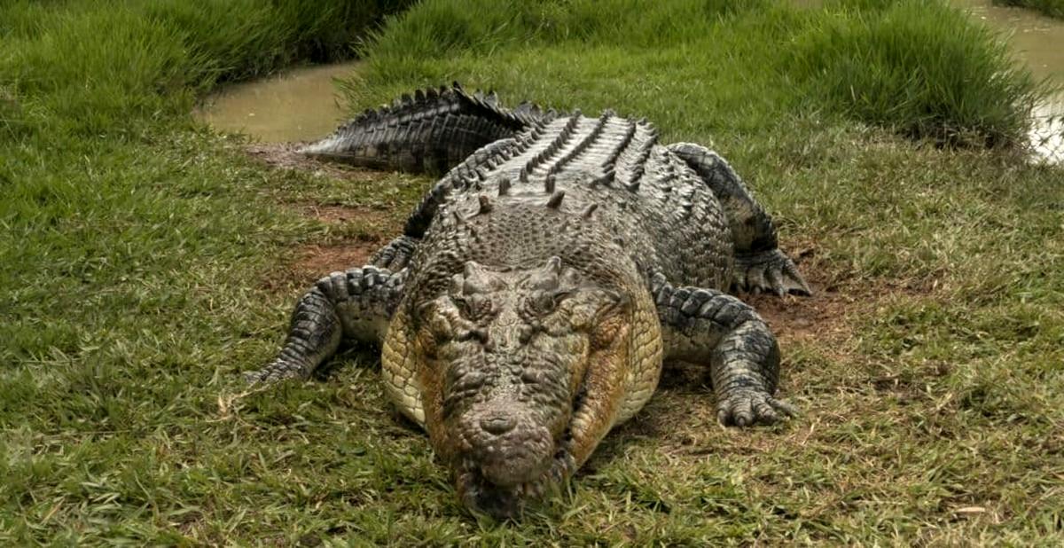 تمساح قاتلی که ۱۸ مرد هم حریفش نشدند