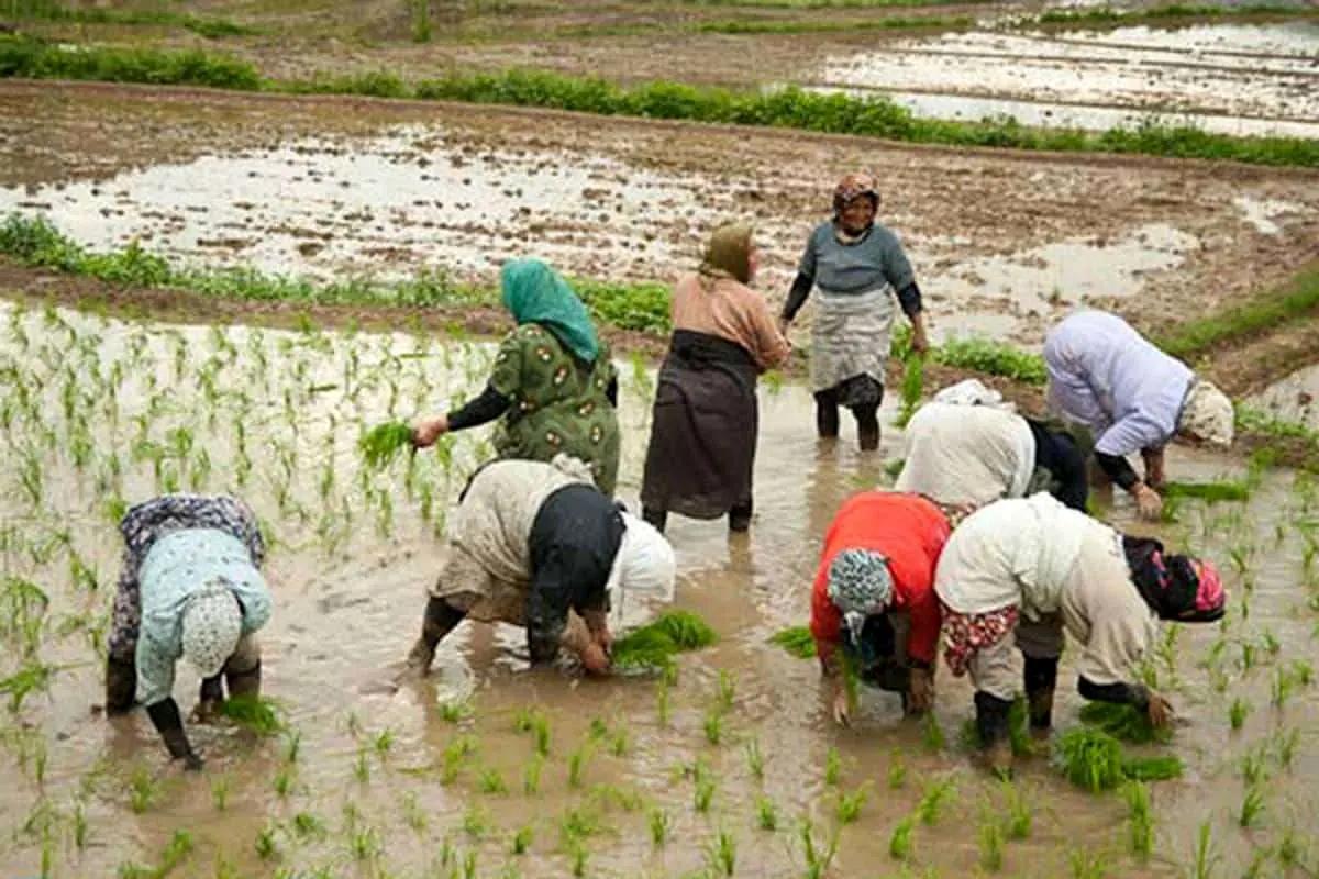 مطالبات کشاورزان کی پرداخت می شود؟