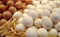 علت افزایش قیمت تخم مرغ مشخص شد