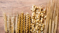 خبر تکان‌دهنده از قیمت گندم و دستمزد کمباین‌داران و گندمکاران | زمان ابلاغ افزایش قیمت گندم اعلام شد؟