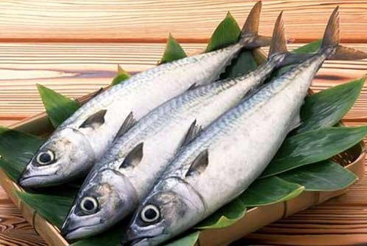 احتمال افزایش قیمت ماهی قزل آلا در بازار