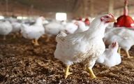 صادرات مرغ آزاد شد/ فوت 5 نفر به دلیل ابتلا به تب کریمه کنگو