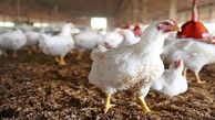 علت رها کردن مرغ‌های زنده در محل دفن زباله اعلام شد