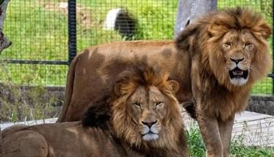 اعلام وضعیت خطر در شهر| شیرها از باغ وحش فرار کردند