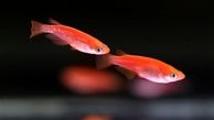 اینفوگرافیک| خریداران ماهی قرمز بخوانند