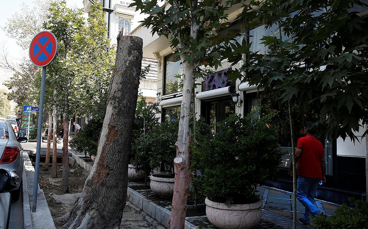 درختان مشهدی به خیابان ولیعصر تهران می‌آیند؟