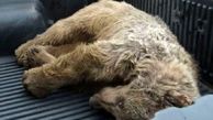 مرگ تلخ یک خرس در اردبیل به دلیل رفتار غیرحرفه‌ای!