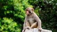 میمون‌ها، بلای جان جنگل‌های ایران | چه کسی میمون‌های وحشی را در جنگل‌های شمال رها کرد؟ 