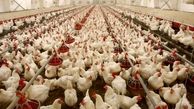 گرانی های  ادامه دار قیمت مرغ در بازار| مرغ 100 هزارتومان شد