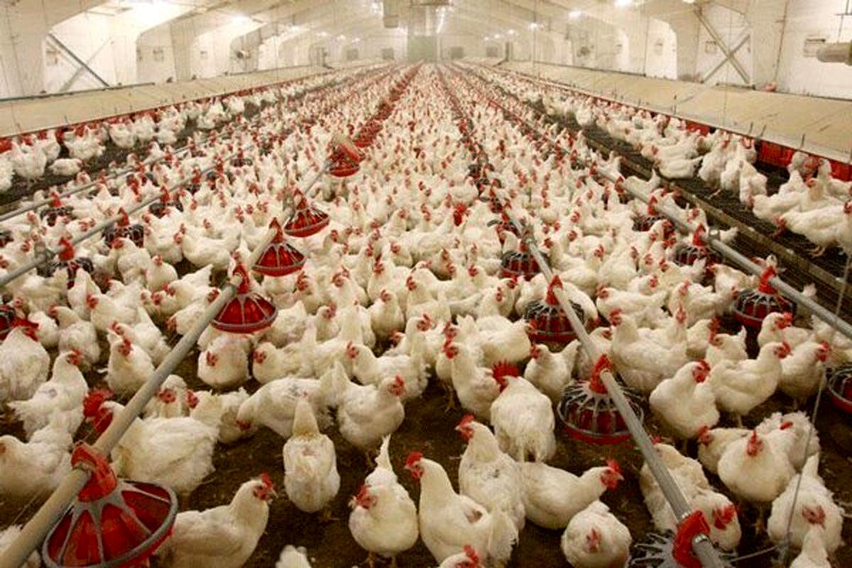 گرانی های  ادامه دار قیمت مرغ در بازار| مرغ 100 هزارتومان شد