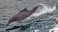 هجوم دیدنی دلفین‌ها به سواحل جزیره قشم+فیلم