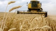 خبر مهم وزیر جهاد برای گندمکاران و کشاورزی | قیمت گندم ابلاغ شد