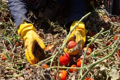  زنان کارگر در زمین‌های کشاورزی