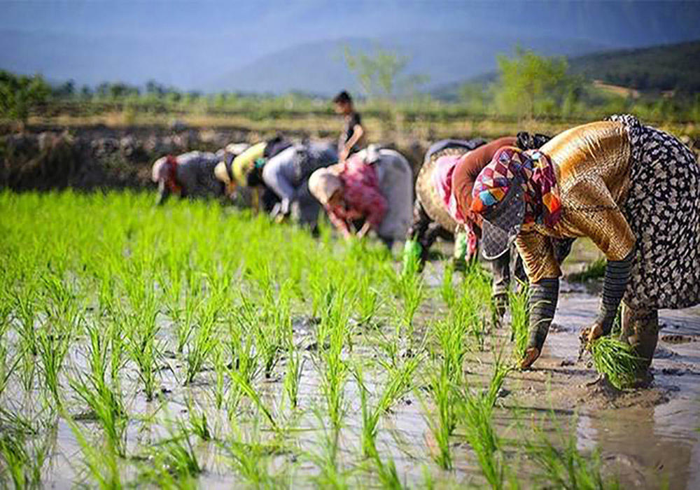 برنج جهانی در آستانه گرانی؛ بازار برنج ایران بالا می‌رود؟