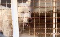 وضعیت دردناک یک گرگ در یک باغ‌وحش در استان فارس + فیلم