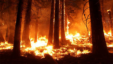 ماجرای جنجالی قطع و آتش زدن درختان جنگلی و تاغ‌زارهای فردوسیه آزادگان چیست؟ + عکس
