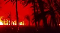 هزار نخل خرمای اروندکنار در آتش سوخت