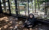 «باران» باید ایران می‌ماند؟ | واکنش دامپزشک شامپانزه بدشانس ایرانی