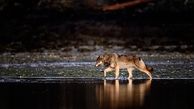 هشدار مهم | خطر حمله گرگ‌ها و شغال‌های وحشی به این مناطق مسکونی