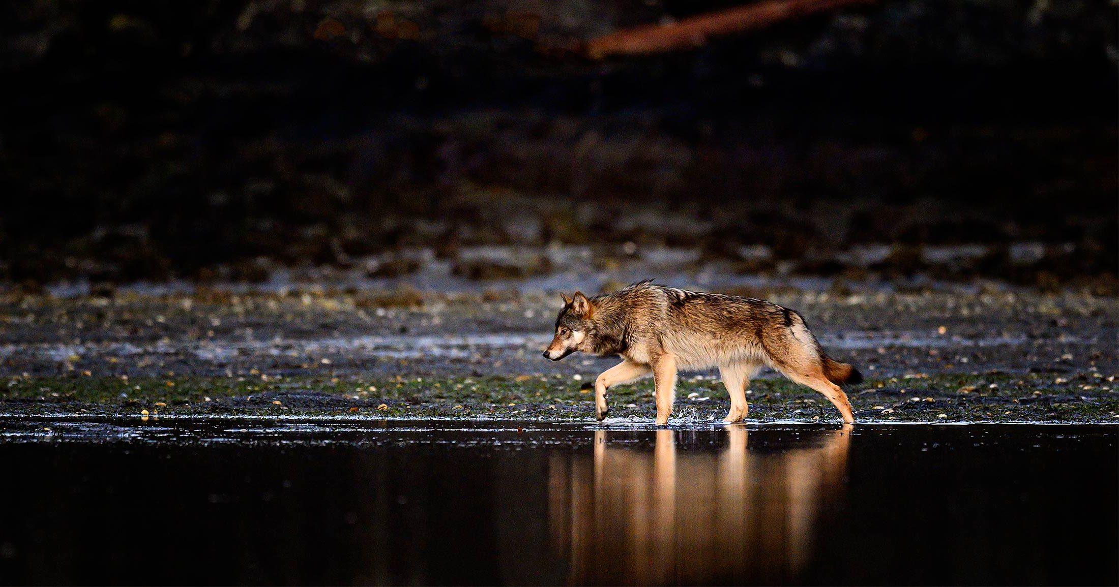 هشدار مهم | خطر حمله گرگ‌ها و شغال‌های وحشی به این مناطق مسکونی