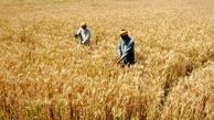 قیمت گندم؛ ۱۷ هزار یا ۲۵ هزار تومان؟ | دولت پول پرداخت گندمکاران را ندارد