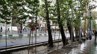 برخورد تند داستانی تهران یا عاملان خشک شدن درختان خیابان ولیعصر