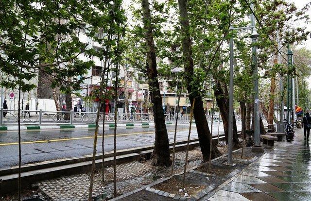 دزدهای درختان تهران دستگیر شدند