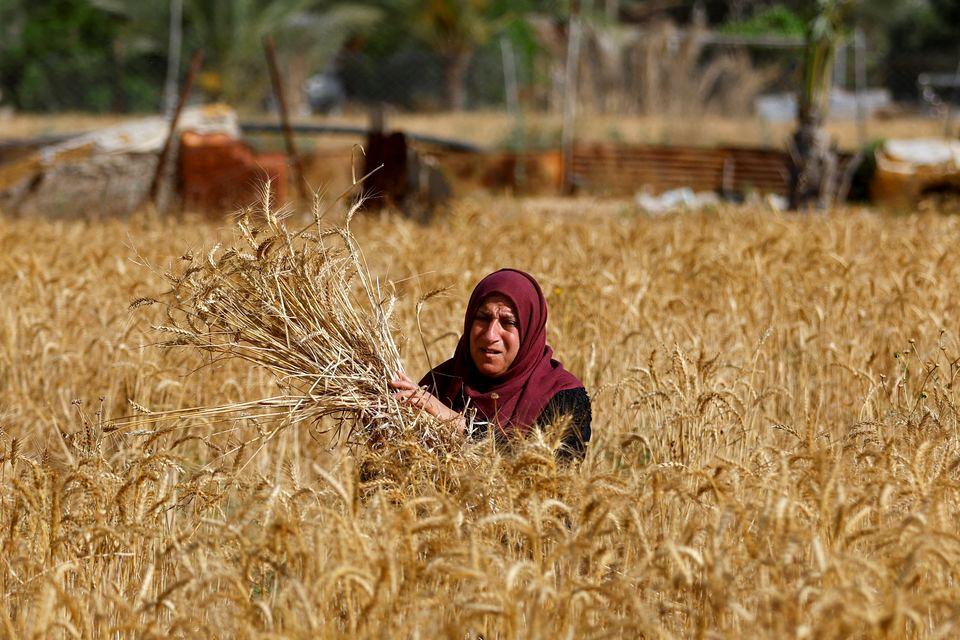 تذکر مجلسیان به دولت؛ پول گندمکاران را پرداخت کنید | آخرین وضعیت خرید گندم