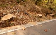 واکنش عجیب روابط عمومی کاخ سعدآباد به قطع درختان