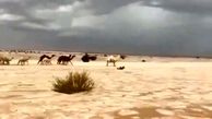 تبدیل صحرا به رودخانه یخی در عربستان + فیلم