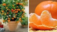 (ویدیو)  در خانه و در گلدان نارنگی بکارید؛به همین سادگی+ویدئو