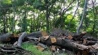 آمار غم انگیز از نابودی جنگل های کشور در ۴۵ سال اخیر