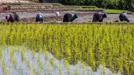 کاهش قیمت برنج ایرانی | برنج طارمی هرکیلو چند؟