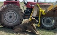 مسببان تلف‌ شدن خرس قهوه‌ای بازداشت می‌شوند
