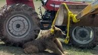 جزئیات جدید از تلف شدن خرس قهوه‌ای در نمین