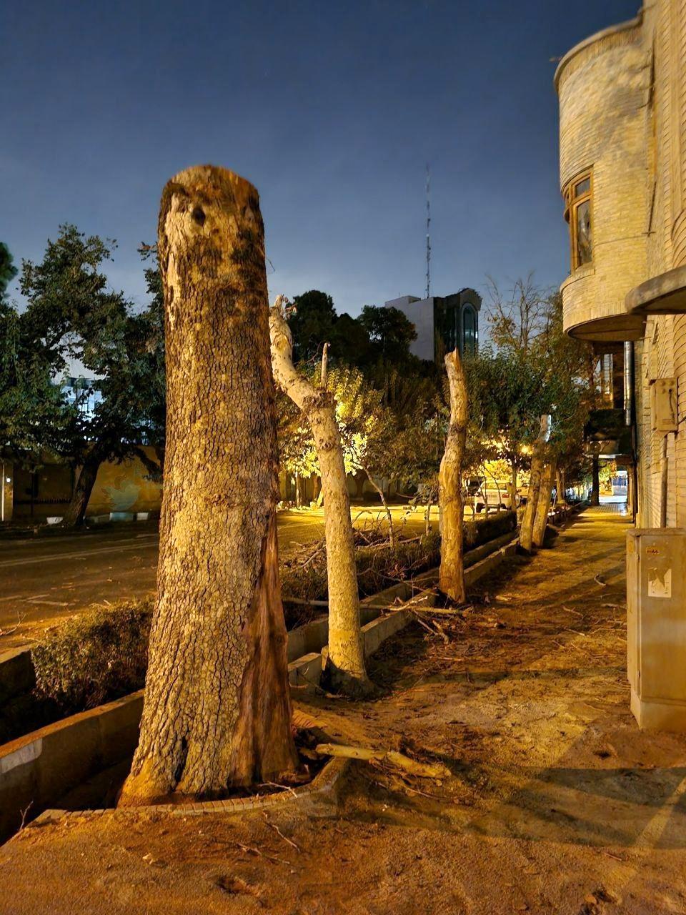 جنایت شبانه در خیابان ایتالیای تهران / نیمه شب جمعه به جان درختان افتادند+عکس