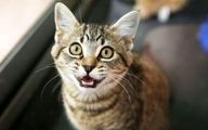 رفتار عجیب گربه‌ها قبل از وقوع زلزله + فیلم
