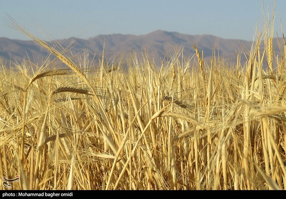 برآورد آمریکا از تولید 14.5 میلیون تن گندم در ایران / خبر مهم از رشد تولید گندم