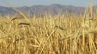 برآورد آمریکا از تولید ۱۴.۵ میلیون تن گندم در ایران/ خبر مهم از رشد تولید گندم 