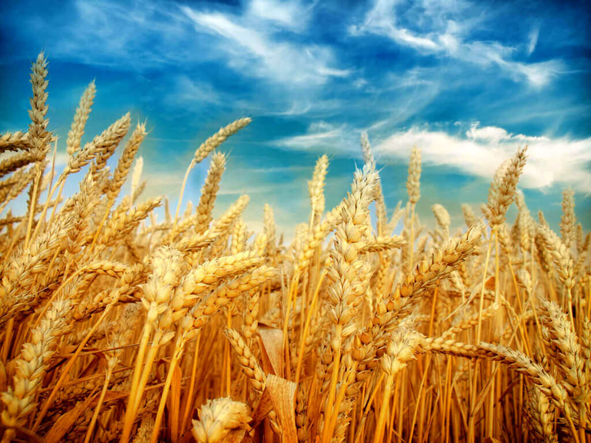 خبر خوش سرپرست وزارت جهاد برای گندمکاران | قیمت گندم افزایش یافت؟