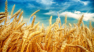 خبر مهم سرپرست وزارت جهاد درباره قیمت گندم | قیمت آرد و خرید تضمینی گندم افزایش یافت؟