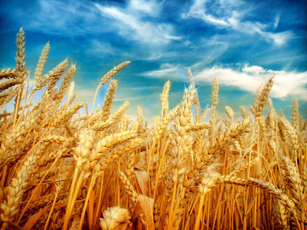 خبر مهم سرپرست وزارت جهاد درباره قیمت گندم | قیمت آرد و خرید تضمینی گندم افزایش یافت؟