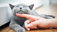 تحقیق عجیب درباره صاحبان گربه‌های خانگی